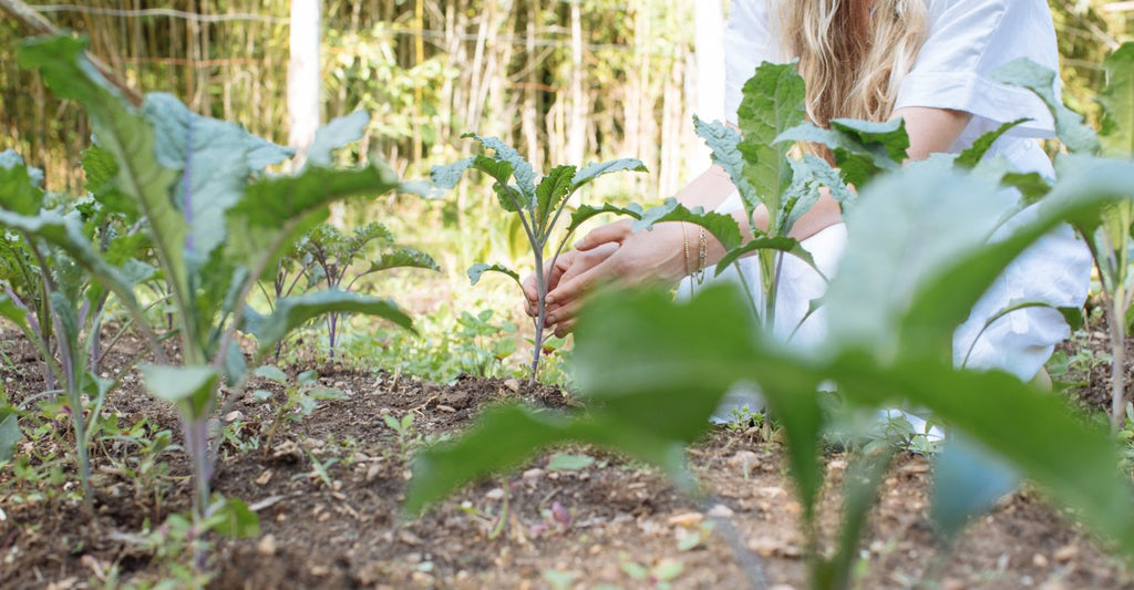 7 Easiest Vegetables to Grow at Home